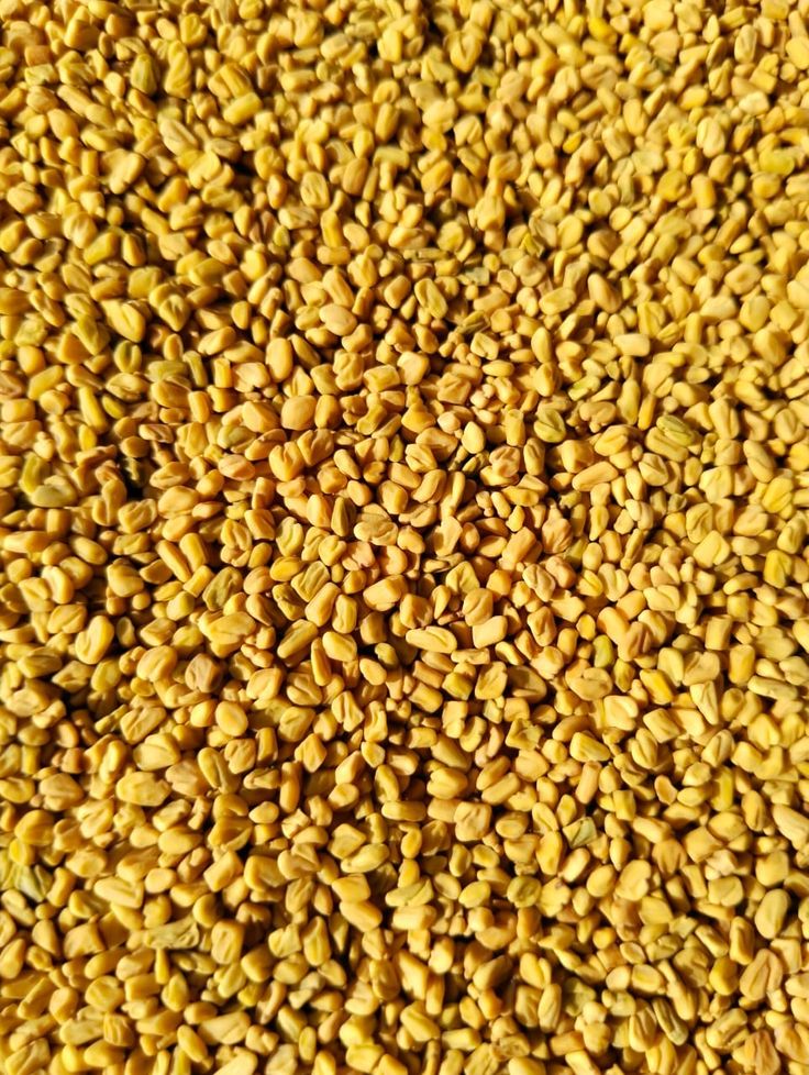 Fenugreek (Methi)
