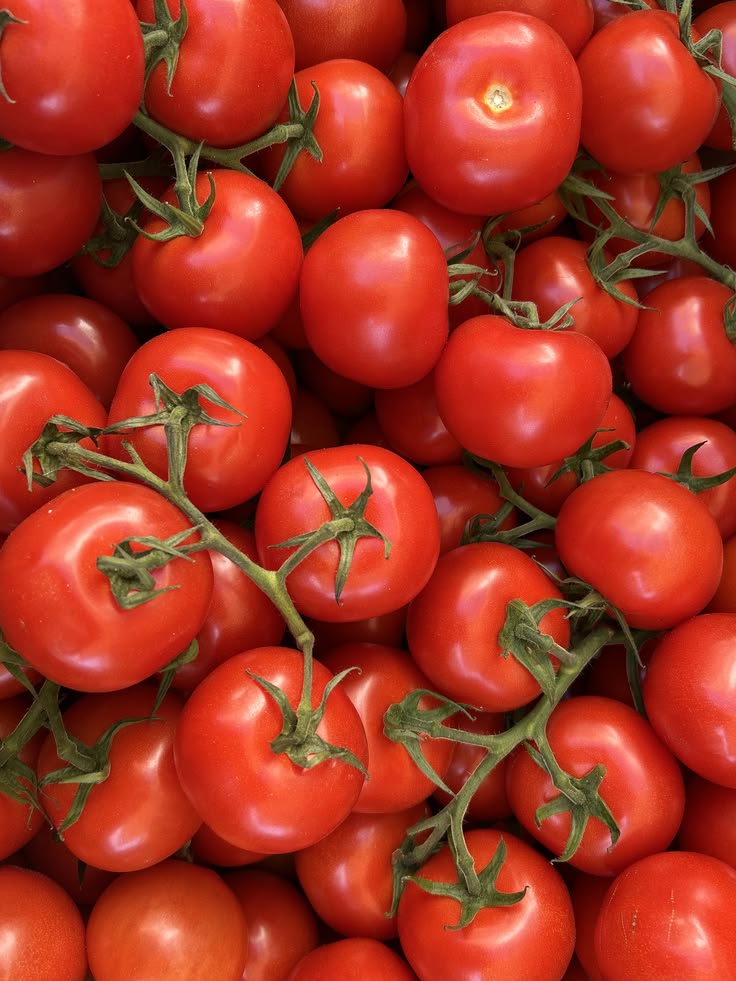 Tomato 